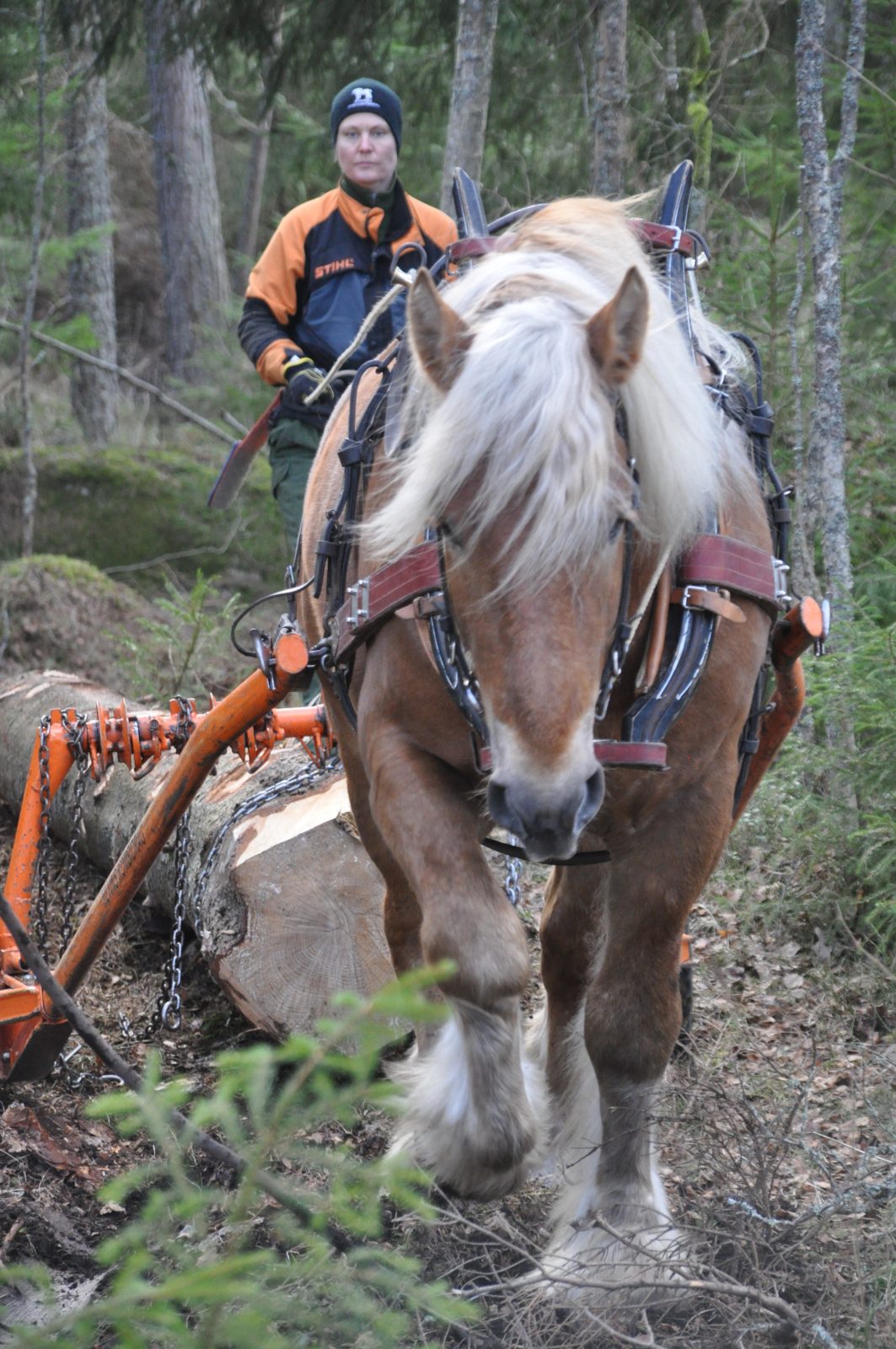 Skogstjänster